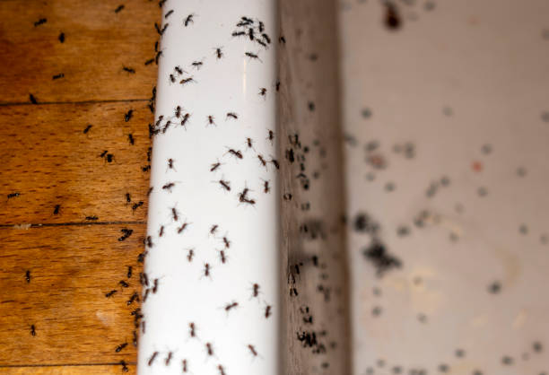 Best Pest Prevention Services  in Vinton, VA